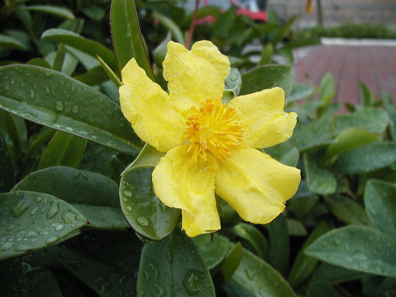 Soubor:Hibbertia scandens orig.jpg