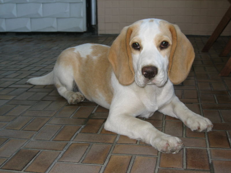 Soubor:Beagle tan-white.jpg