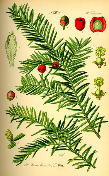 Soubor:Illustration Taxus baccata0.jpg