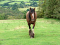 'Heavy Horse' above the Rheidol Valley - geograph.org.uk - 927118.jpg