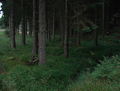 'Trickle' disappears into dark mature forest - geograph.org.uk - 936177.jpg