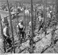 Bundesarchiv B 145 Bild-F001991-0009, Mosel, Arbeiter im Weinberg.jpg