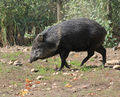 Pecari tajacu Zoo Praha 2011-2.jpg