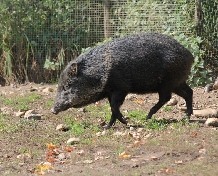 Soubor:Pecari tajacu Zoo Praha 2011-2.jpg