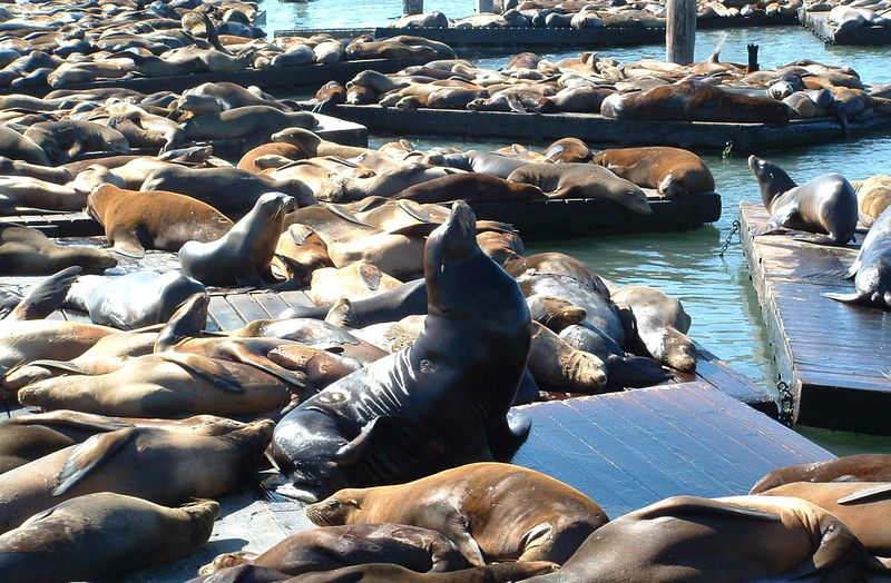 Soubor:Cal Sea Lions on Pier 39.JPG