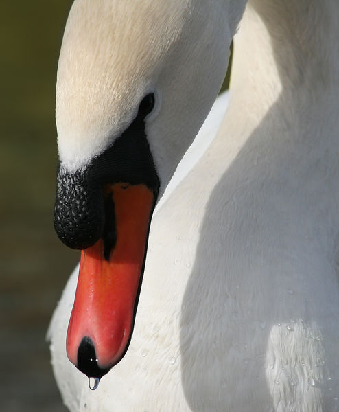 Soubor:Höckerschwan Cygnus olor 2 Richard Bartz.jpg