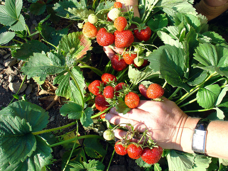 Soubor:Reife Erdbeeren.jpg