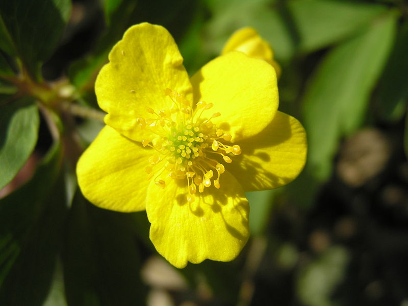 Soubor:Anemone ranunculoides3.JPG