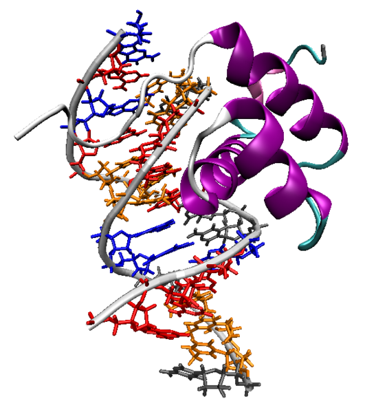 Soubor:Homeodomain-dna-1ahd.png