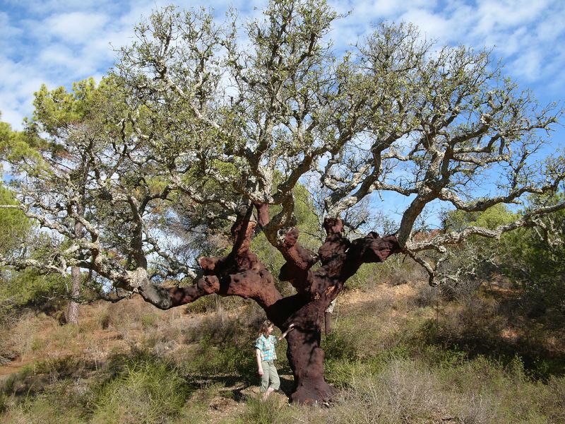 Soubor:Quercus suber algarve.jpg