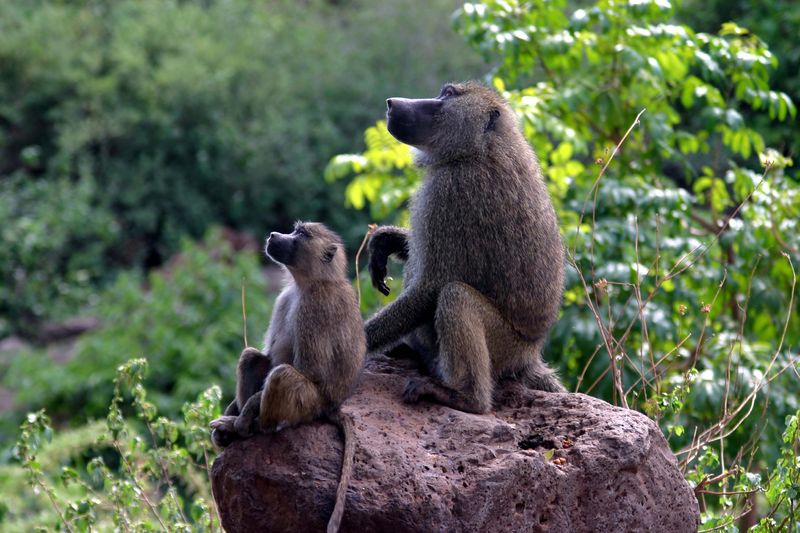 Soubor:Baboons on rock.jpg