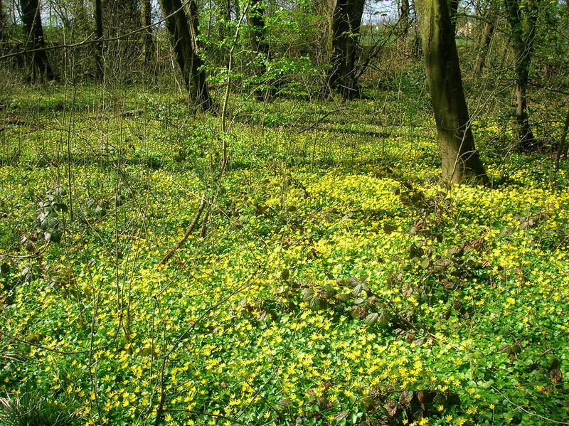 Soubor:Celandine Sward.JPG