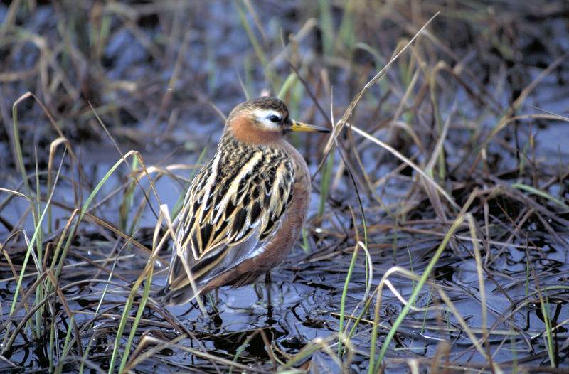 Soubor:Phalaropus fulicarius.jpg