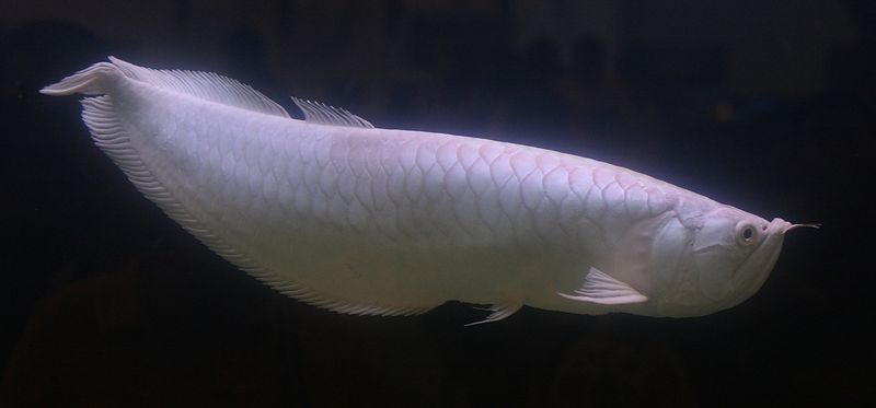 Soubor:Snow Arowana.jpg