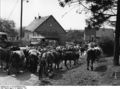 Bundesarchiv B 145 Bild-F004725-0002, Rengen-Eifel, Viehtrieb.jpg