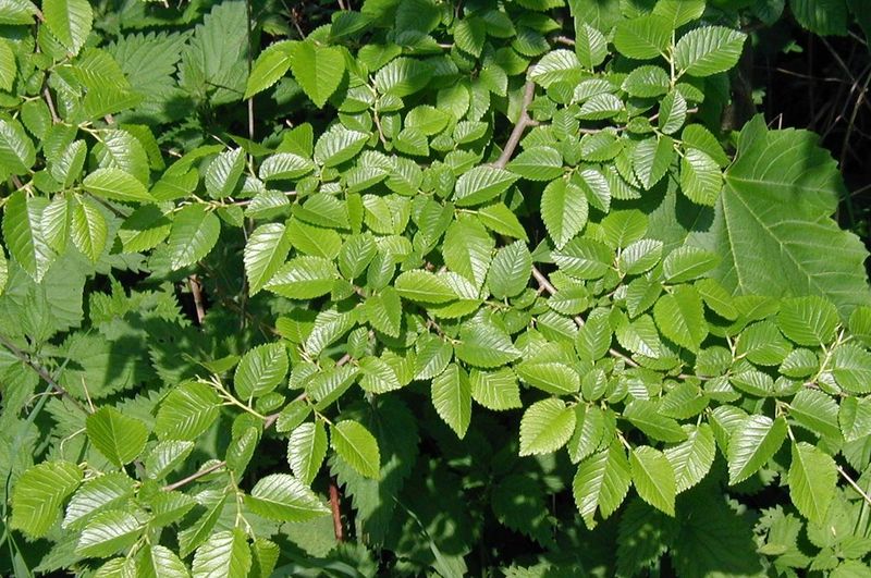 Soubor:Ulmus-minor-foliage-mosaic.JPG