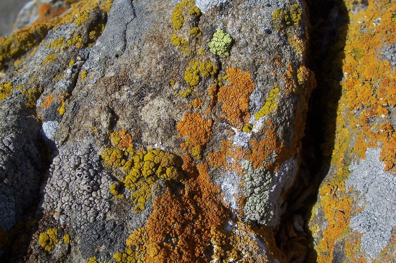 Soubor:Lichens Hengestone.jpg