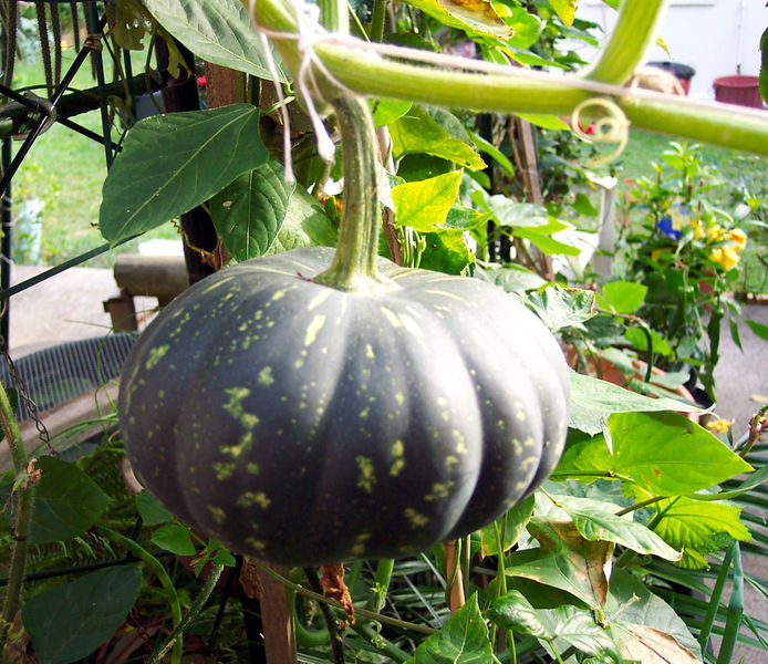 Soubor:Pumpkin with stalk.jpg