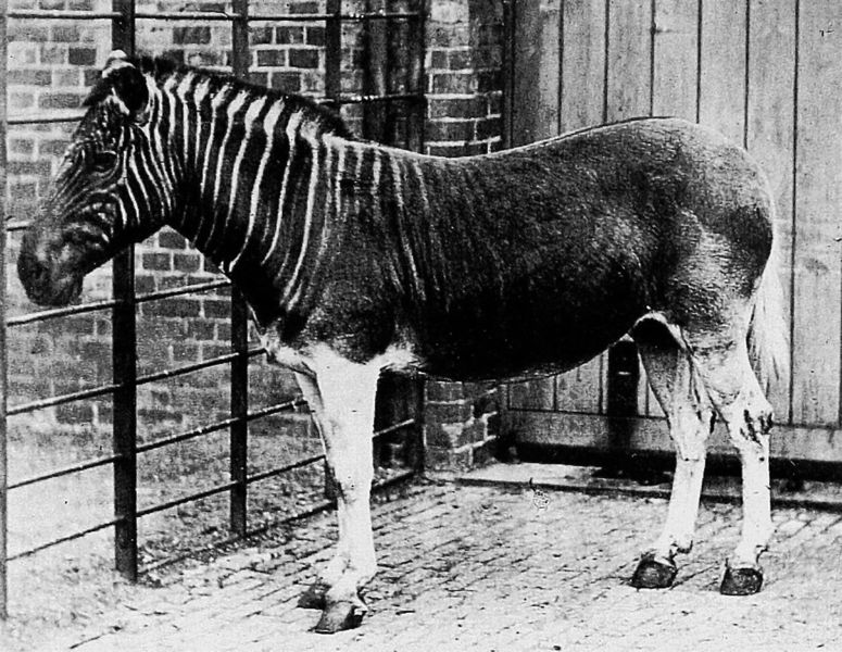 Soubor:Quagga photo.jpg