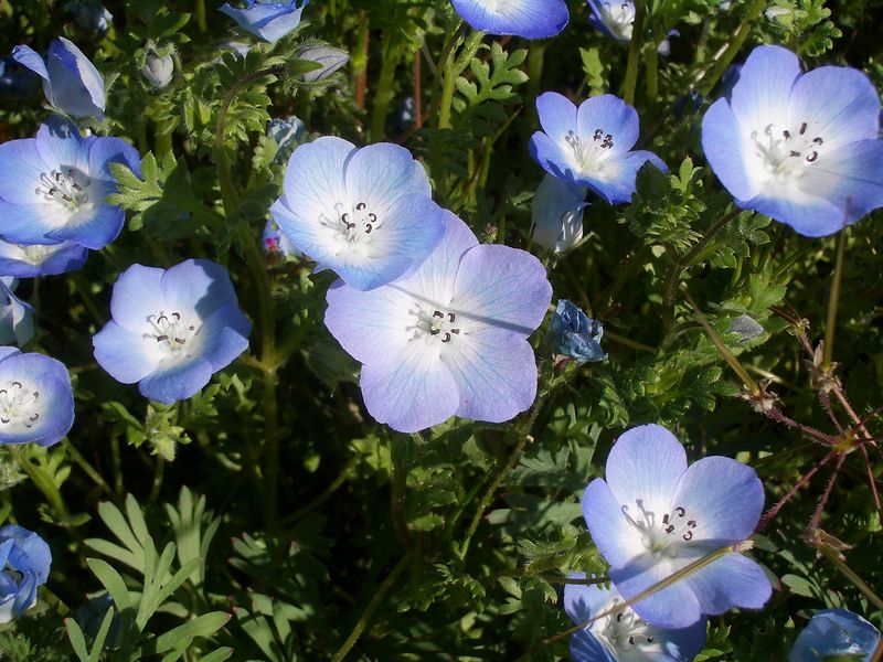 Soubor:Nemophila menziesii 1.JPG