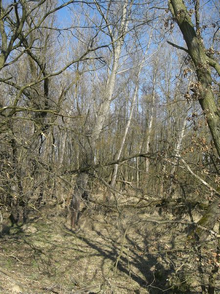 Soubor:Skalský pond (4).jpg