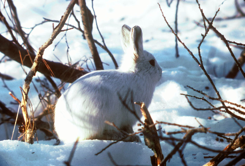 Soubor:Arctic Hare.jpg