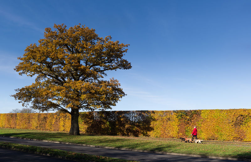 Soubor:Autumn Oak - Broadhall Way - Stevenage.jpg