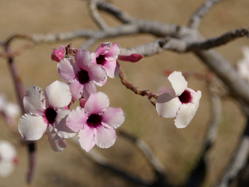 Soubor:Adenium boehmianum.jpg