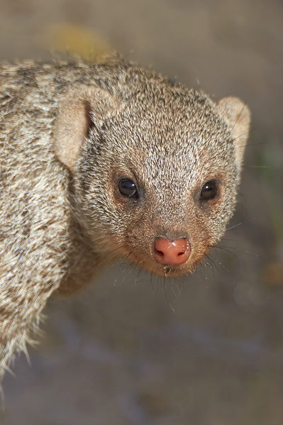 Soubor:Banded Mongoose Nose Detail.jpg