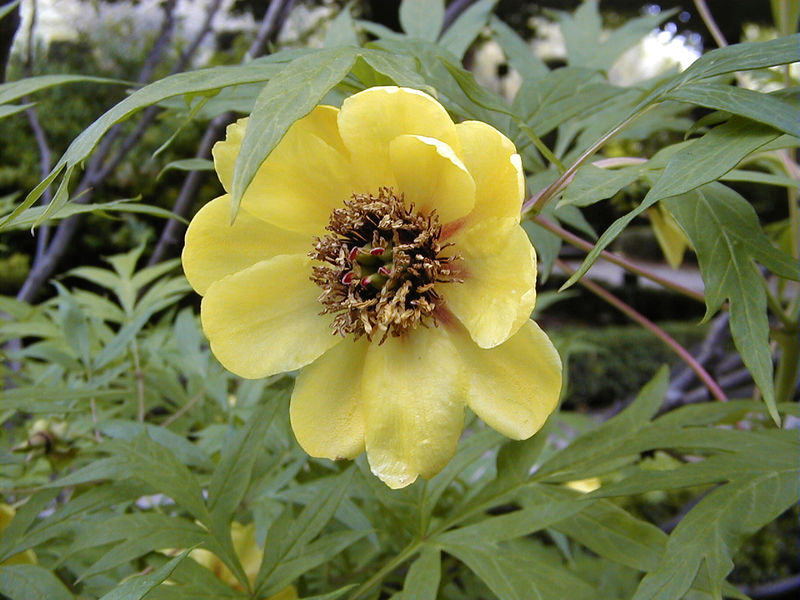 Soubor:Paeonia lutea.jpg