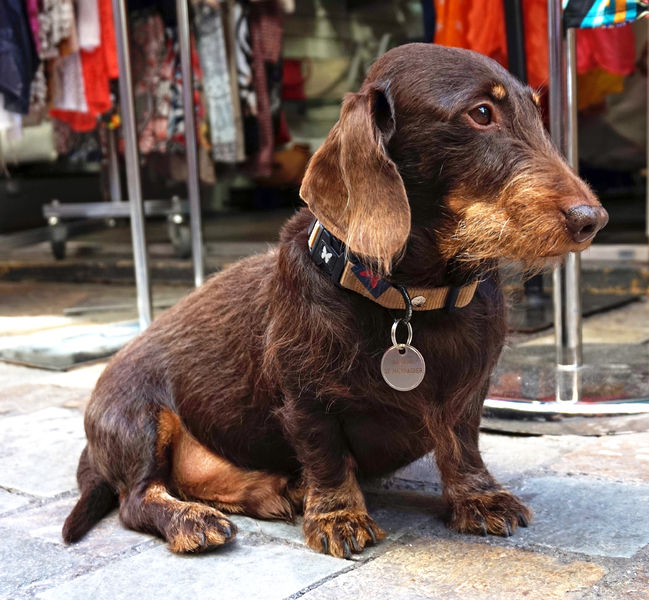 Soubor:Dachshund in Cannes.jpg