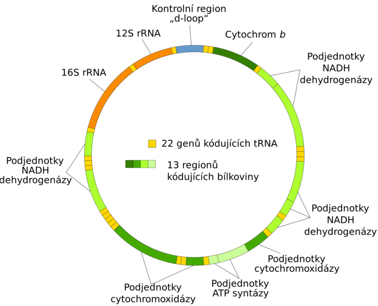 Soubor:Mitochondrial DNA cs.png