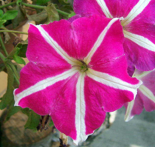 Soubor:Petunia.jpg