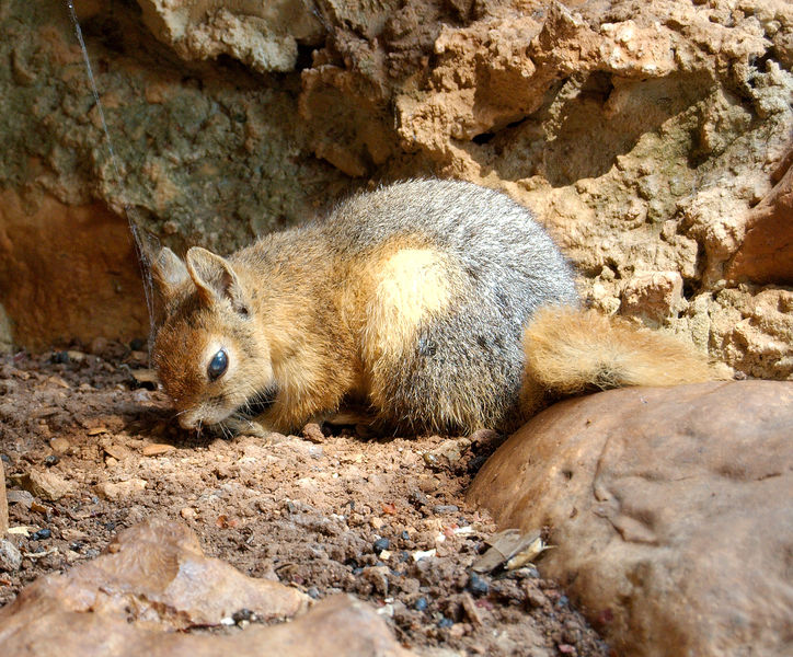 Soubor:Sciurus anomalus - Jeita Grotto.jpg