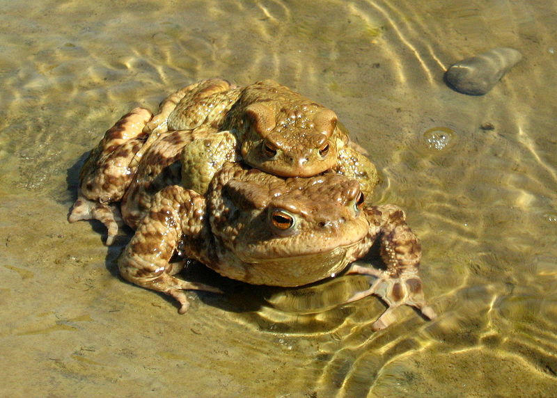 Soubor:Bufo Bufo.jpg