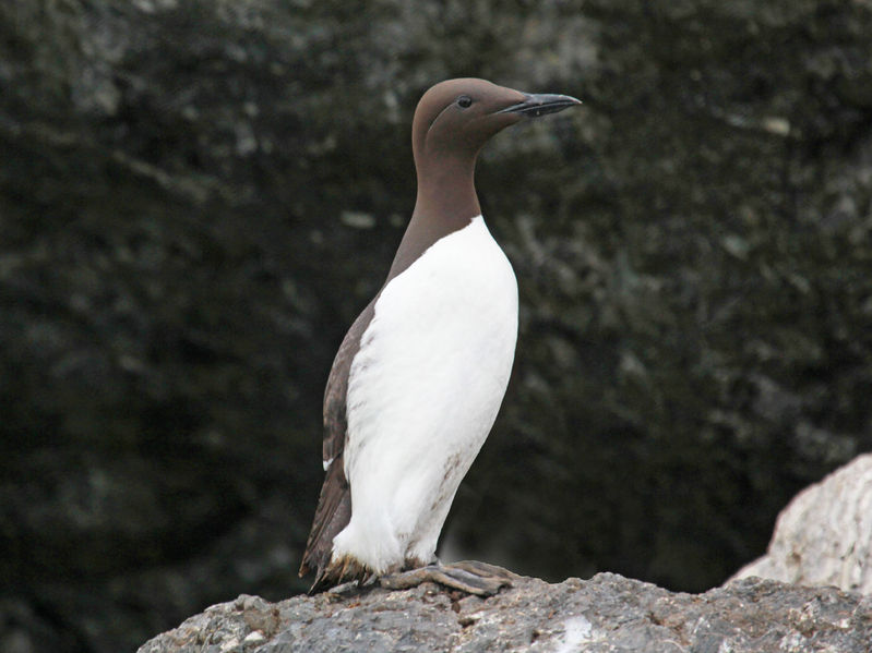 Soubor:Common Murre RWD2.jpg