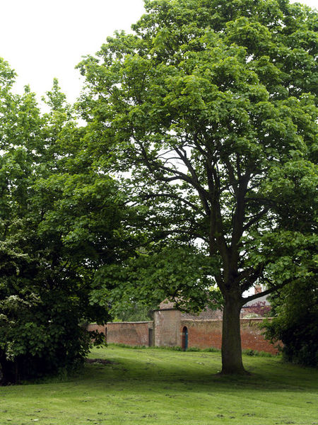 Soubor:'Cally' in Hedon - geograph.org.uk - 825212.jpg