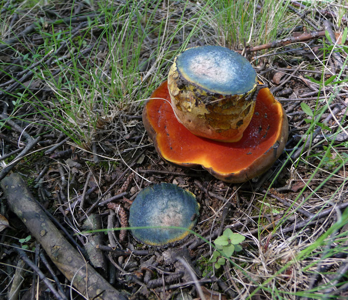 Soubor:Boletus erythropus 2010 G1.jpg