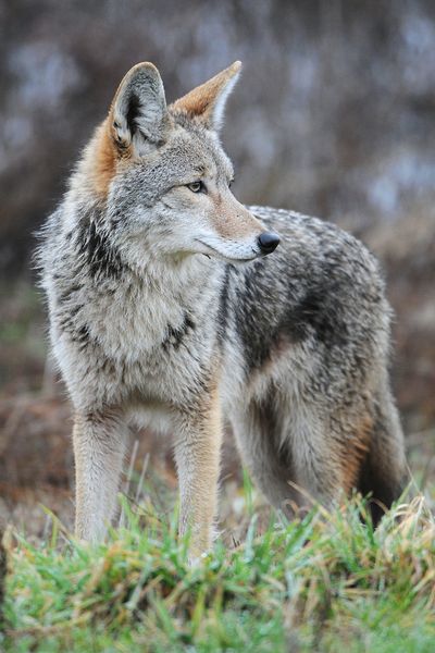 Soubor:Coyote by Rebecca Richardson.jpg