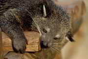 Head arctictis binturong JdP.jpg