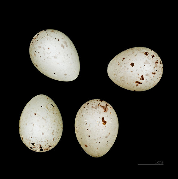 Soubor:Loxia curvirostra poliogyna MHNT.ZOO.2010.11.220 Tébessa.jpg