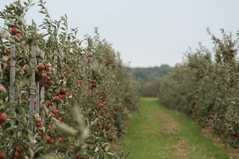 Soubor:Apfel-anpflanzung-weit.jpg