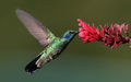 Colibri-thalassinus-001-edit.jpg