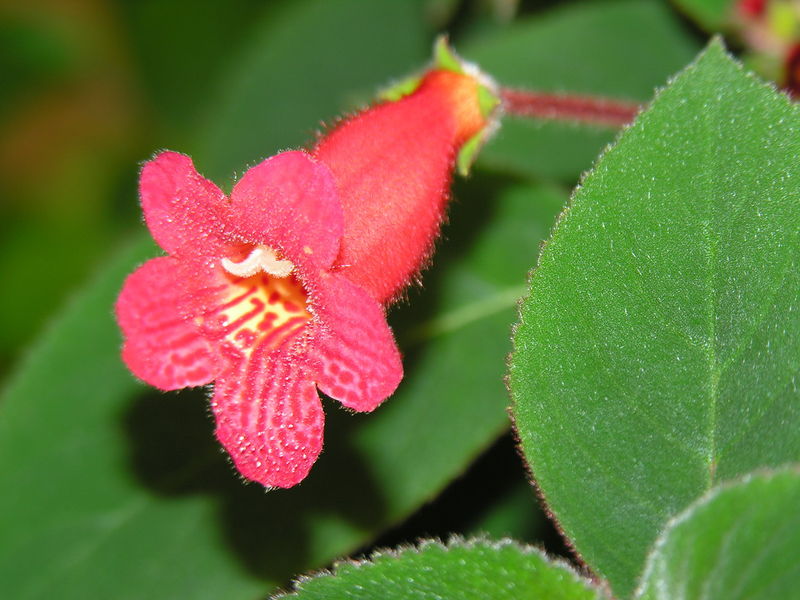 Soubor:Kohleria.JPG