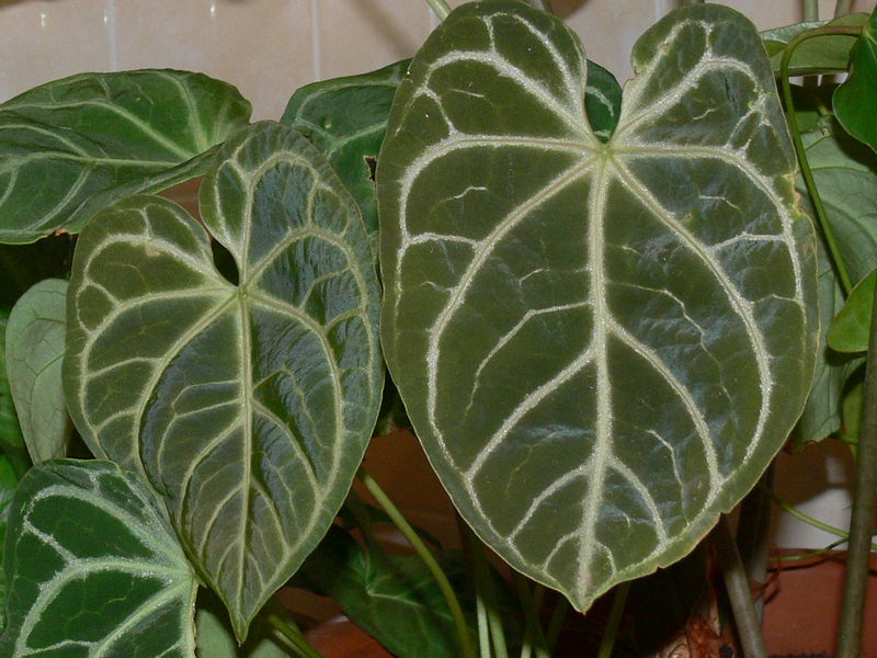 Soubor:Anthurium crystallinum.JPG