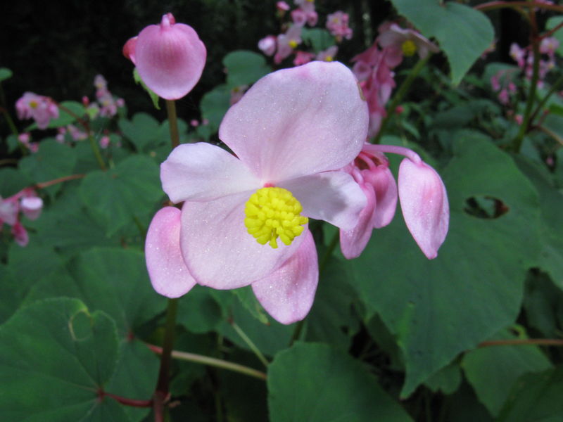 Soubor:Begonia grandis3.jpg