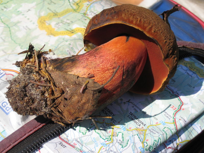 Soubor:Boletus erythropus 1.JPG