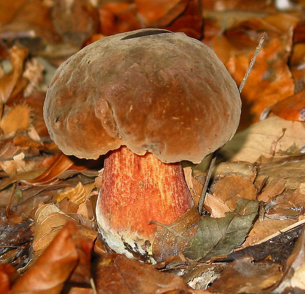 Soubor:Boletus erythropus JPG1.jpg