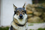 Czechoslovakian Wolfdog portrait.jpg