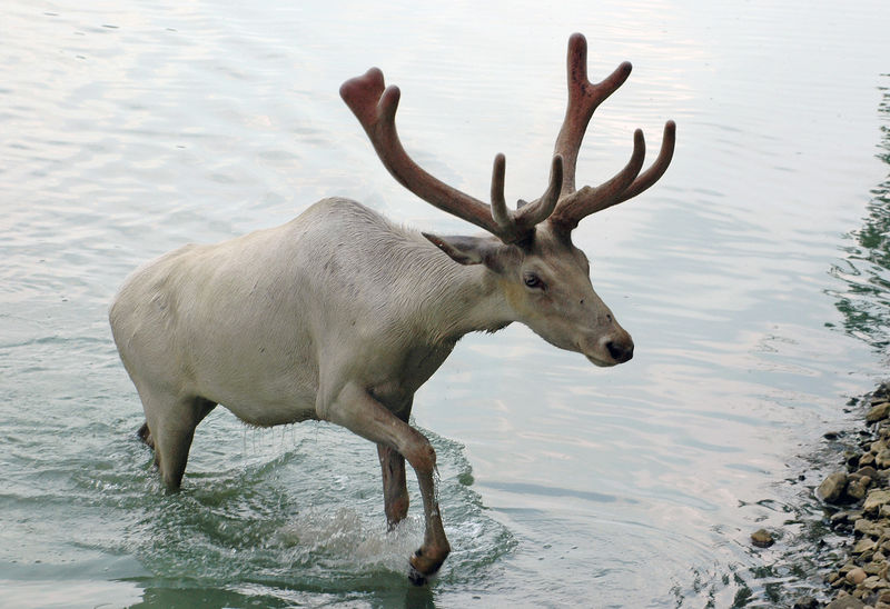 Soubor:Caribou from Wagon Trails.jpg